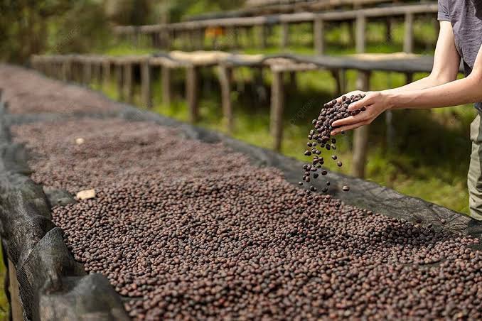 Harga kopi Tertinggi Sepanjang Sejarah Jadi Berkah Petani Kopi Indonesia