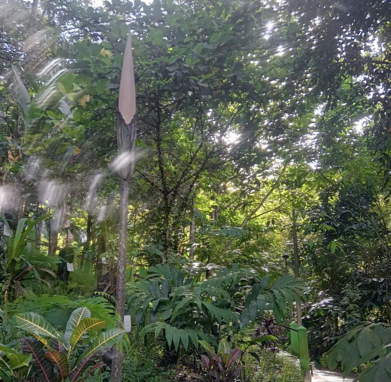 Bunga Bangkai Raksasa Siap Mekar Sempurna di Kepahiang