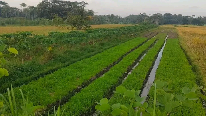 Bukan Cuma Melindungi Lahan Sawah, Raperda LP2B Selamatkan Ketahanan Pangan di Masa Depan