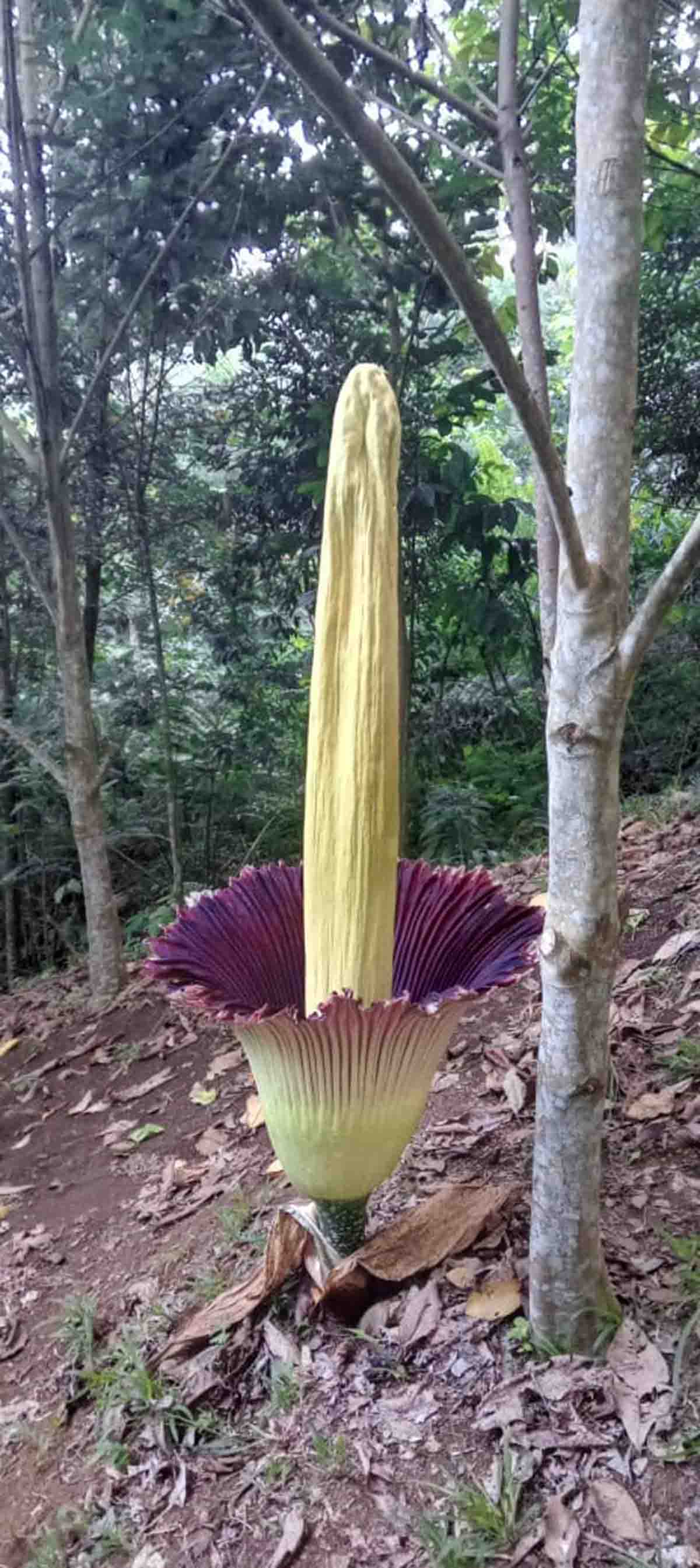 Menunggu 6 Bulan, Mekarnya Hanya 3 Hari