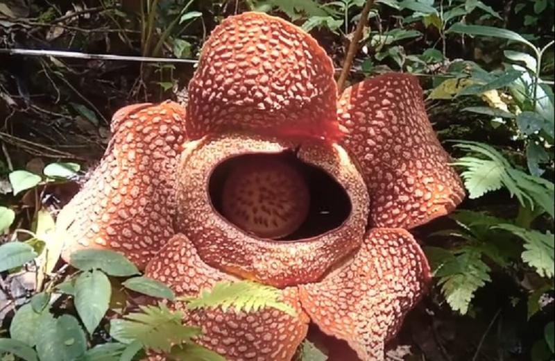 Keindahan Singkat Rafflesia Arnoldi, Mekar Sempurna di Kepahiang