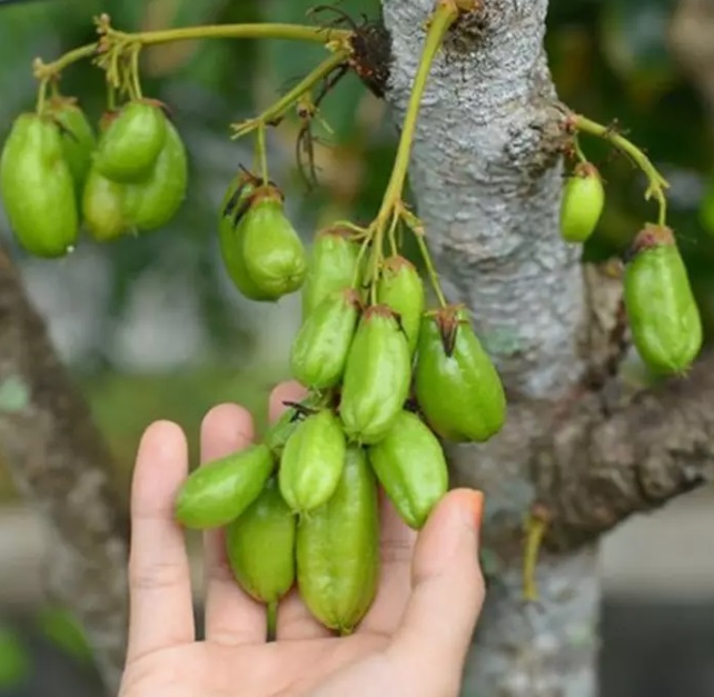 Belimbing Wuluh, Buah Asam yang Memiliki Segudang Manfaat Untuk Kesehatan