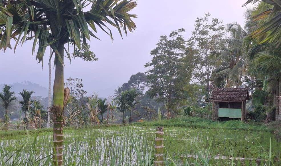 Kepahiang Dapat Bantuan 25 Ton Benih Padi, Dongkrak Program LTT 1.000 Ha Sawah!