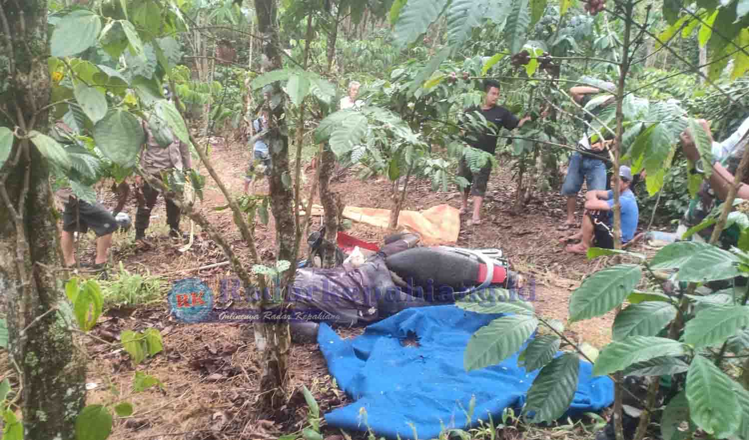 BREAKING NEWS: Petani Asal Padang lekat Ditemukan Tewas di Kebun Kopi