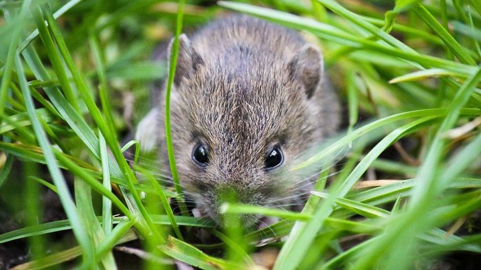 Juni Diklaim Puncak Kembang Biak Hama Tikus