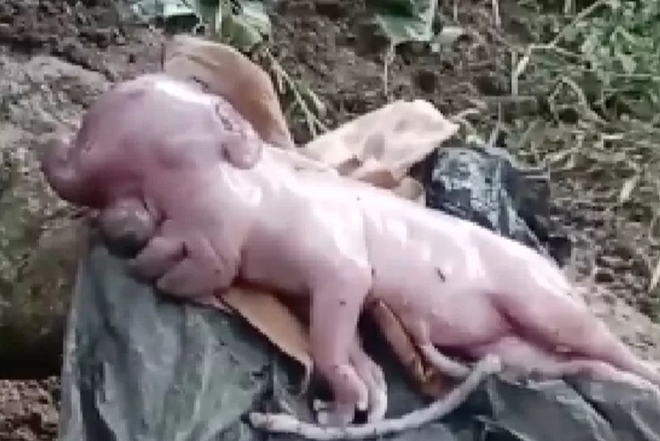 Heboh! Anak Babi Langka Berwajah Mirip Manusia di Manggarai Barat