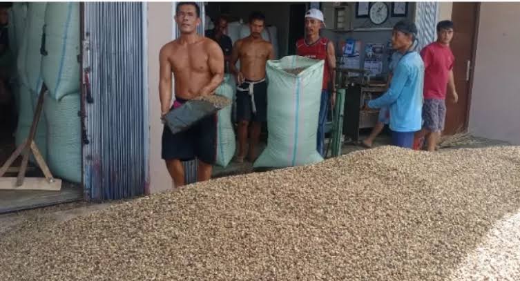 Puncak Musim Panen Kopi Tiba, Per Hari Ini Harga Kopi Turun Lagi!