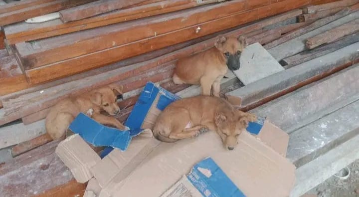 Belasan Korban Gigitan Anjing Gila di Muara Kemumu Wajib Vaksin