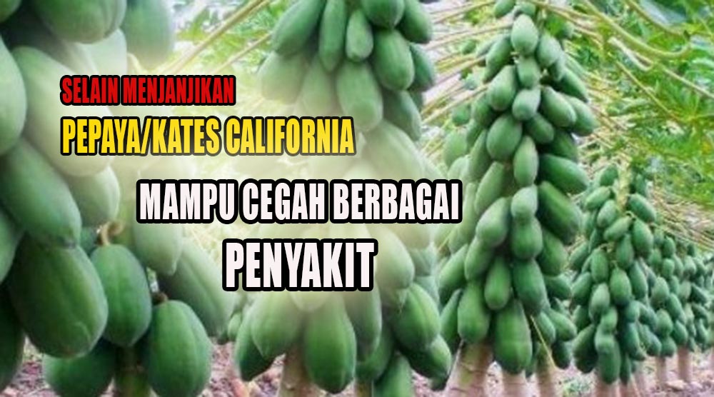 Bukan Cuma Menjanjikan, Buah Pepaya atau Kates California Ternyata Mampu Mencegah Berbagai Macam Penyakit