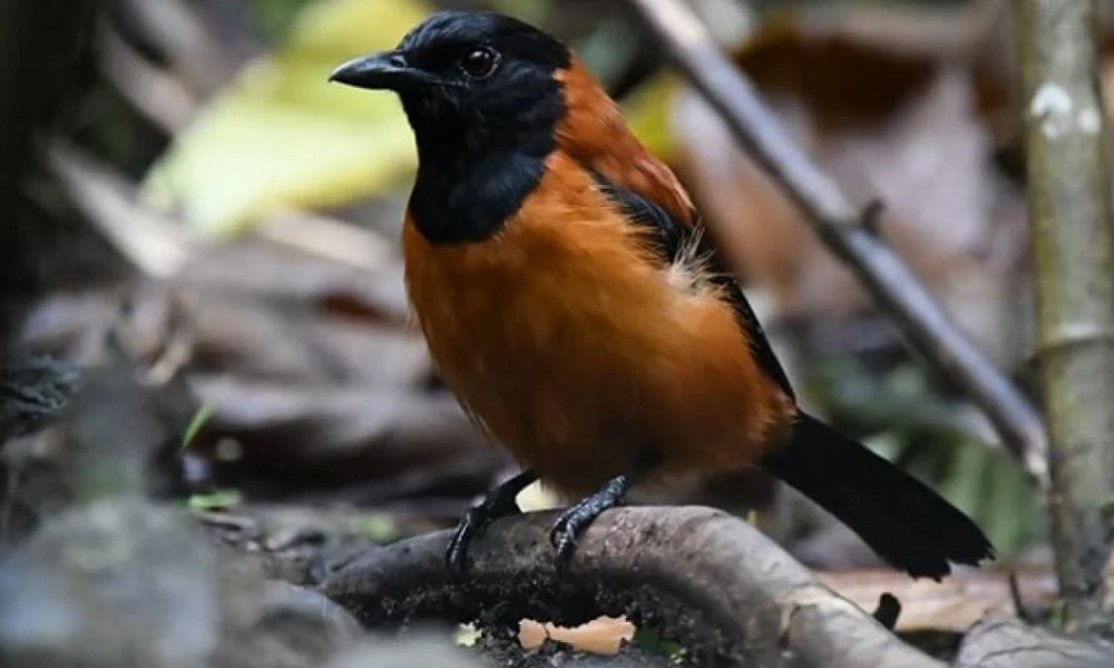 Penemuan Menakjubkan, Dua Spesies Burung di Papua Ternyata Beracun!