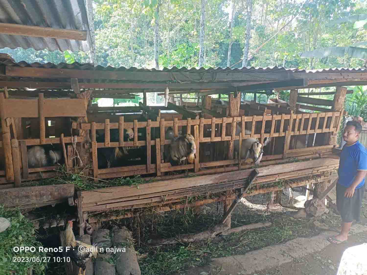 Berkah Bagi Peternak Kambing Desa Kampung Bogor,  Segini Harga/Ekornya