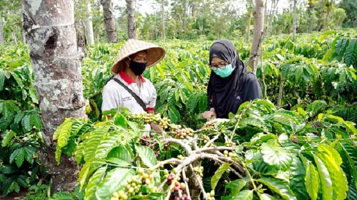 Kopi Kepahiang Wajib Bebas Dari Cacat Cita Rasa!