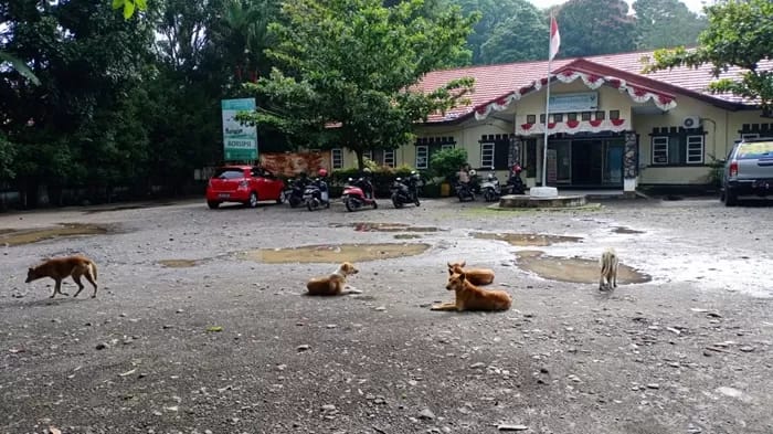 Ketersediaan Vaksin Rabies di Kepahiang Tak Sebanding Dengan Populasi HPR