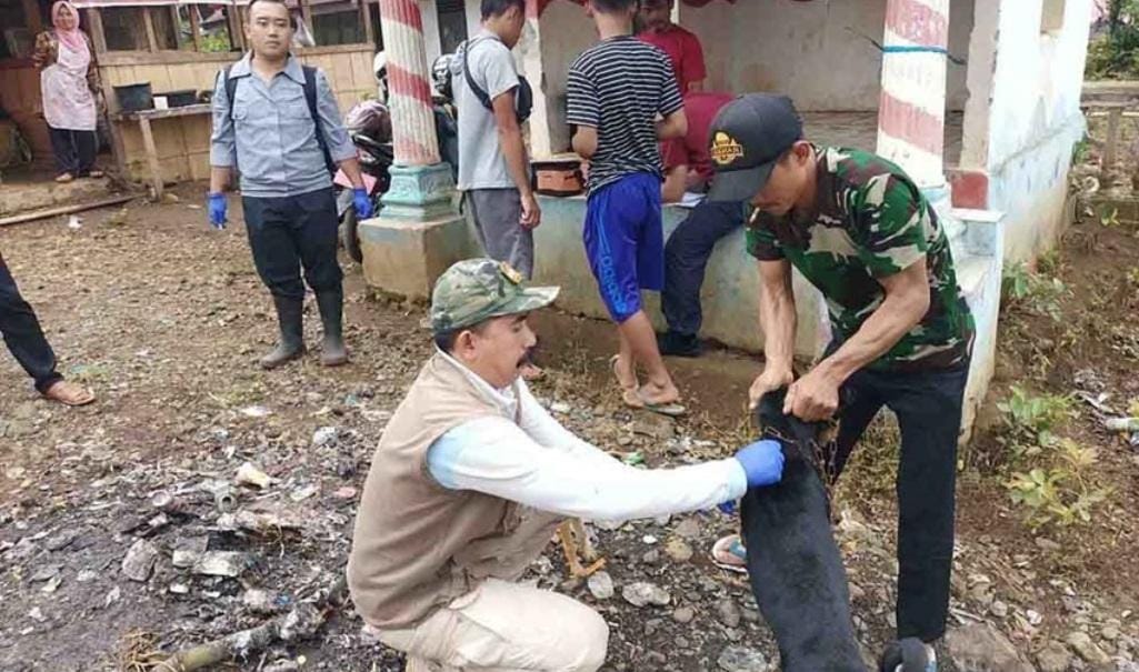 Kosong, Kepahiang Saat Ini Butuh Dokter Hewan