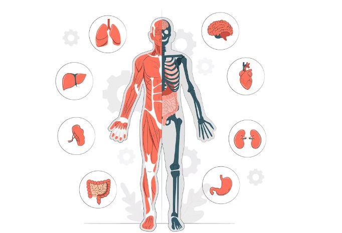 10 Fakta Mengejutkan Tentang Tubuh Manusia yang Mungkin Belum Anda Ketahui