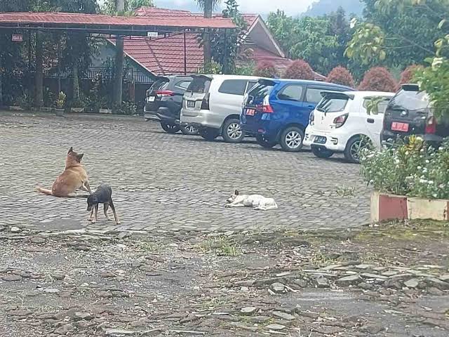 Stok Vaksin Kosong, Jumlah Populasi HPR di Kepahiang Mencapai 15 Ribu