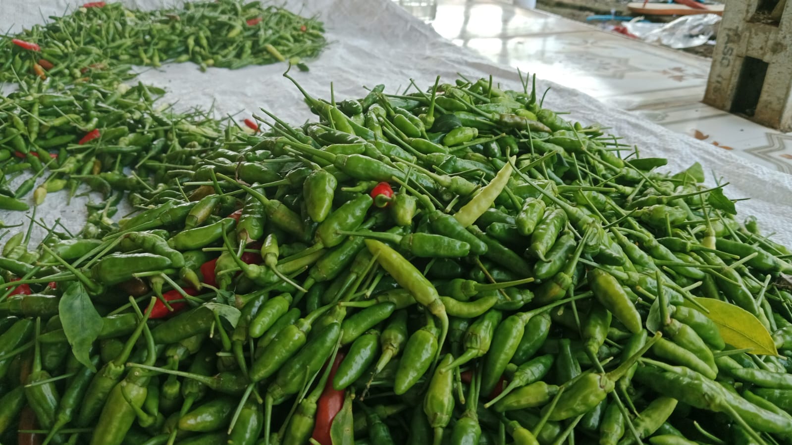 Harga Cabai Rawit Makin Pedas, di Kepahiang Capai Rp 75.000 per Kilogram