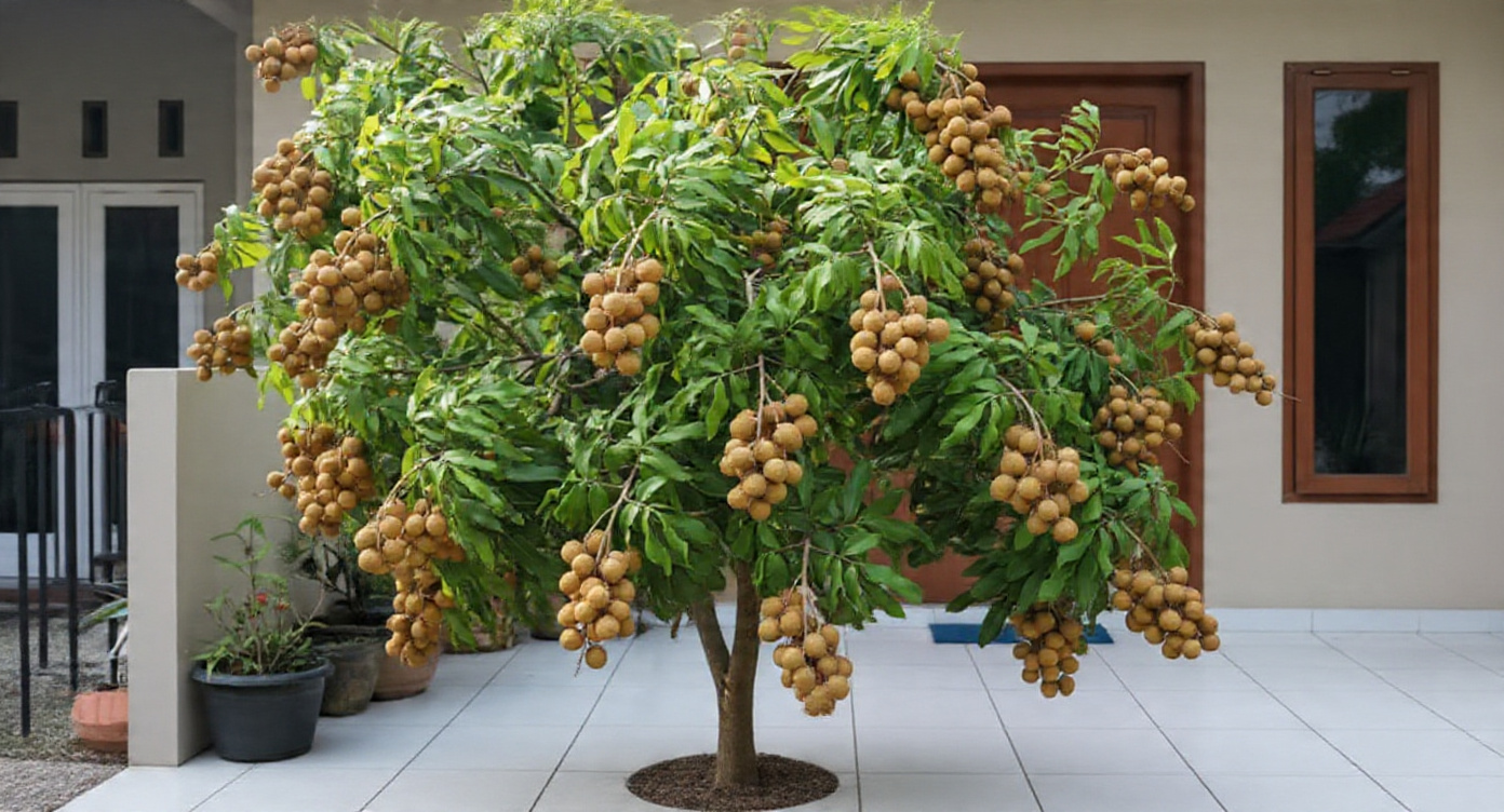 5 Jenis Pohon Kelengkeng yang Cepat Berbuah, Cocok untuk Kebun Rumahan