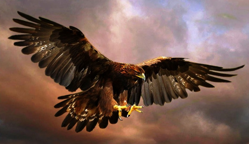 Penemuan Mengejutkan, Elang Jawa Satwa Ikonik yang Penampakannya Mirip Burung Garuda Pancasila