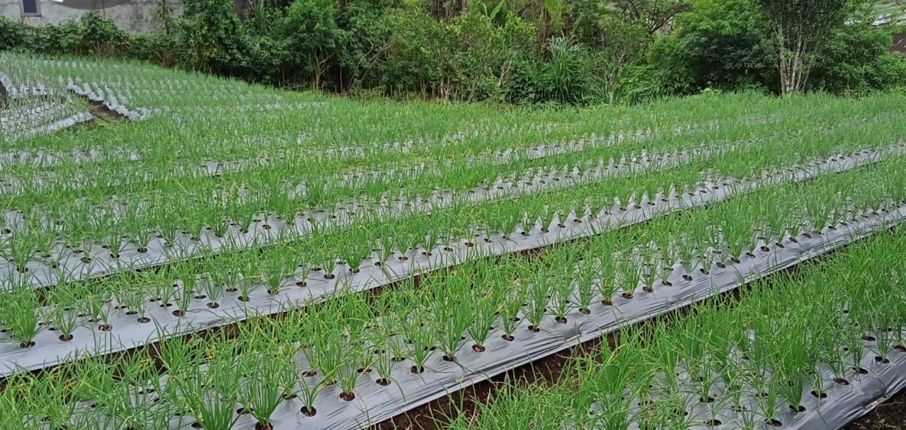 Rp 2 Miliar Anggaran Hortikultura Dihabiskan Untuk Pembibitan