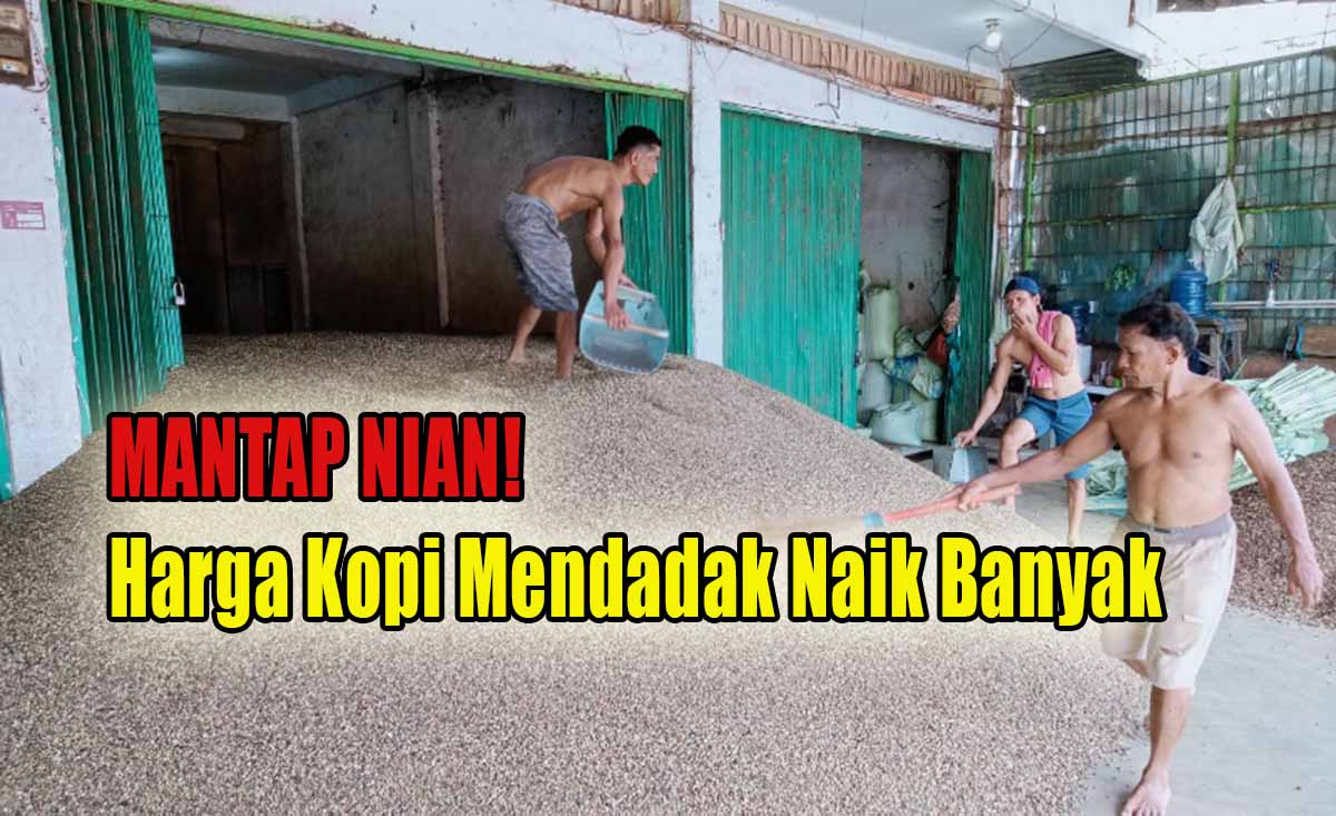 Berkah Awal September, Harga Kopi di Kepahiang Hari Ini Mendadak Naik Banyak, Petani Kopi Sumringah!