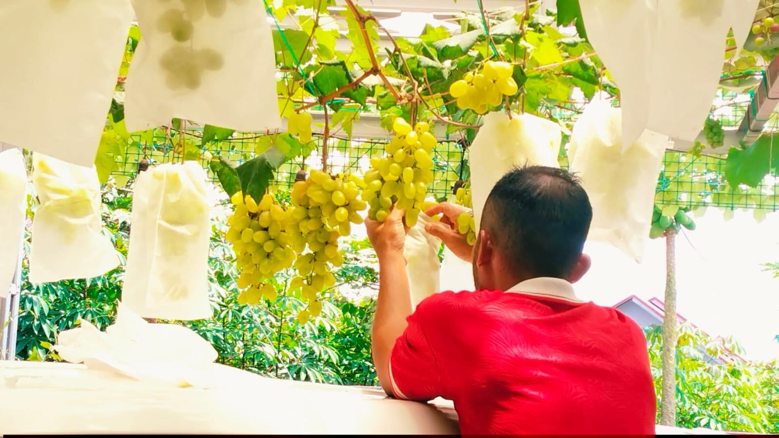 Cara Menanam Anggur di Samping Rumah bagi Pemula, Dijamin Hasil Panen Maksimal!