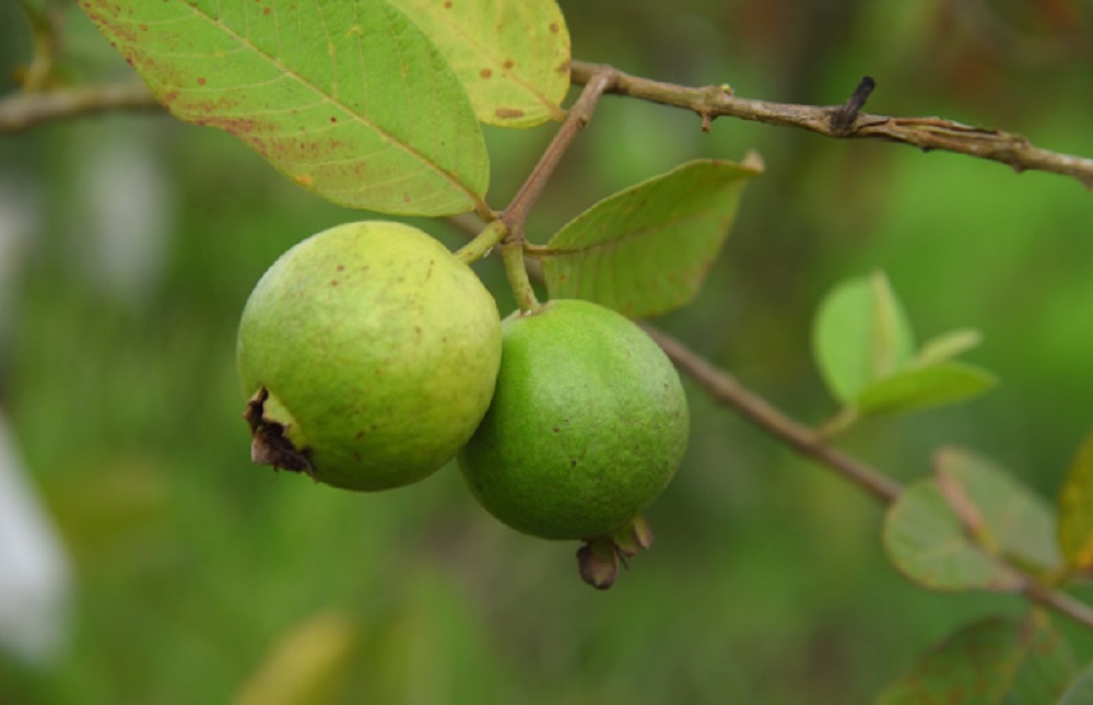 SIMAK! 4 Orang Ini Sebaiknya Hindari dan Jangan Makan Jambu Biji