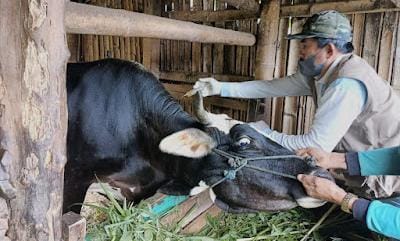 Distan Intensifkan Pemeriksaan Sebelum Penyembelihan Hewan Kurban