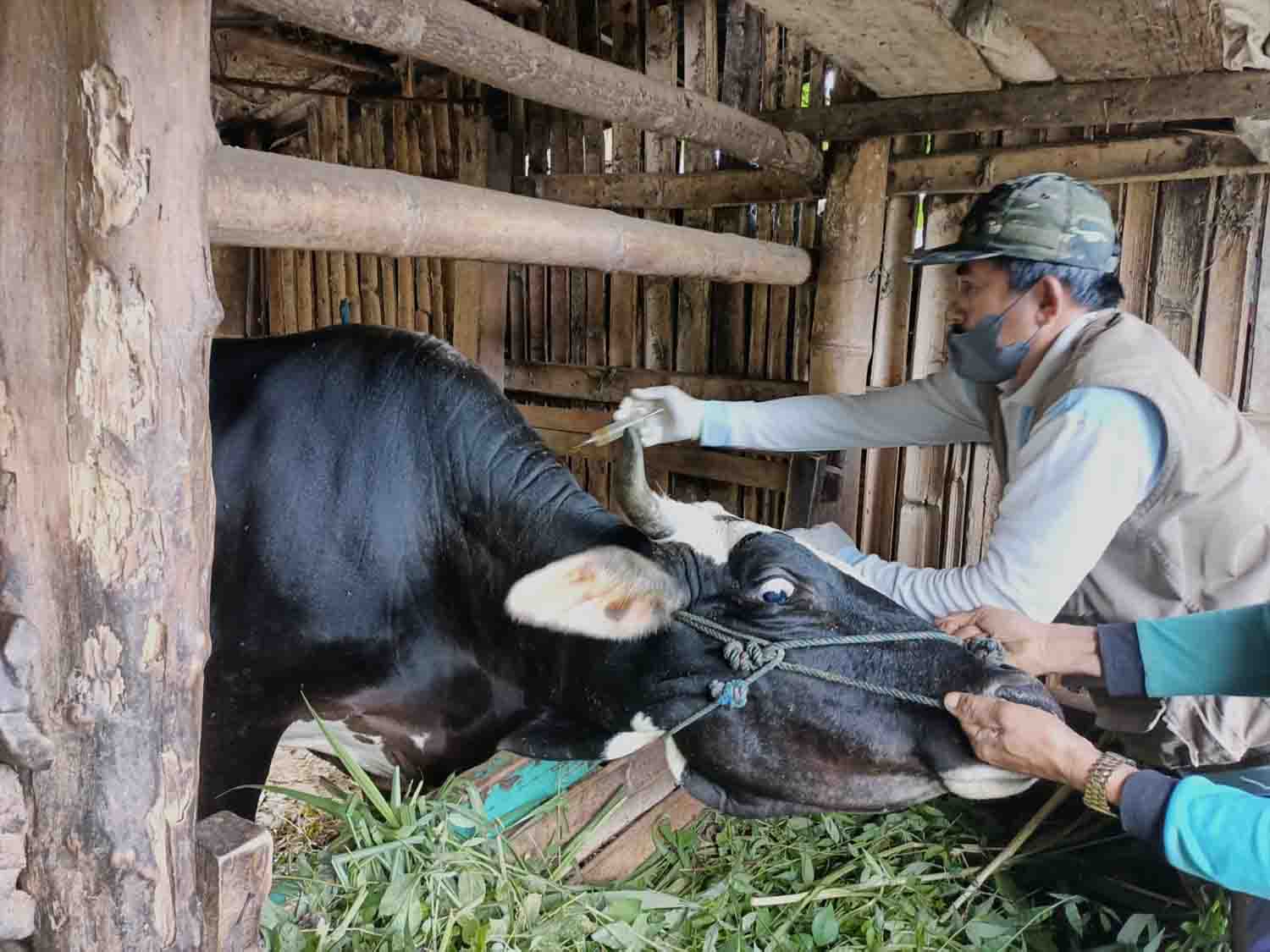 22 Sapi Masih Perawatan dan Penanganan PMK