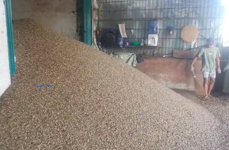 Harga Kopi Cenderung Turun, Dipengaruhi Tarif Impor?