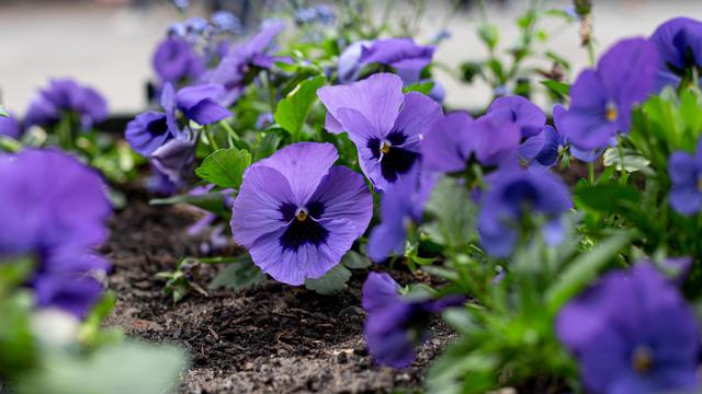 Solusi Kebun Mini Estetik dan Produktif, 5 Jenis Makanan Hias yang Bisa Dimakan