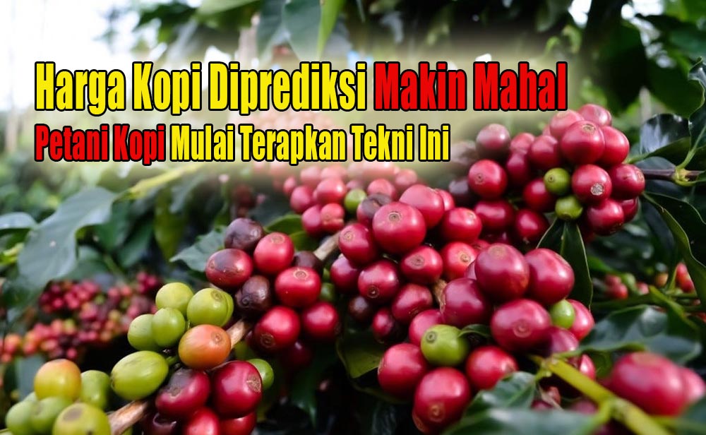 Harga Kopi Diprediksi Bakal Naik Terus, Petani Kopi Tingkatkan Produksi Menggunakan Teknik Okulasi