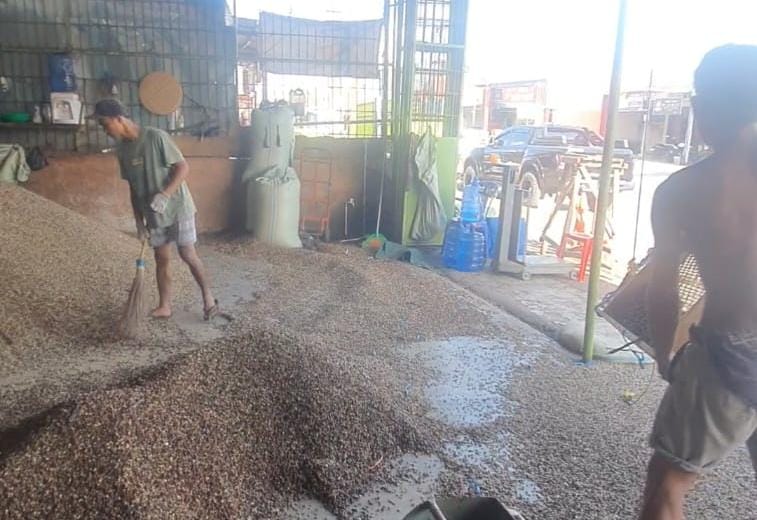 Fluktuasi! Harga Kopi Makin Mengkhawatirkan Petani di Kepahiang