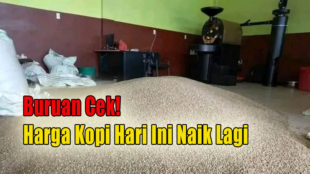 Petani Kopi Jangan Terkecoh, Harga Kopi di Kepahiang Hari Ini Naik Lagi!