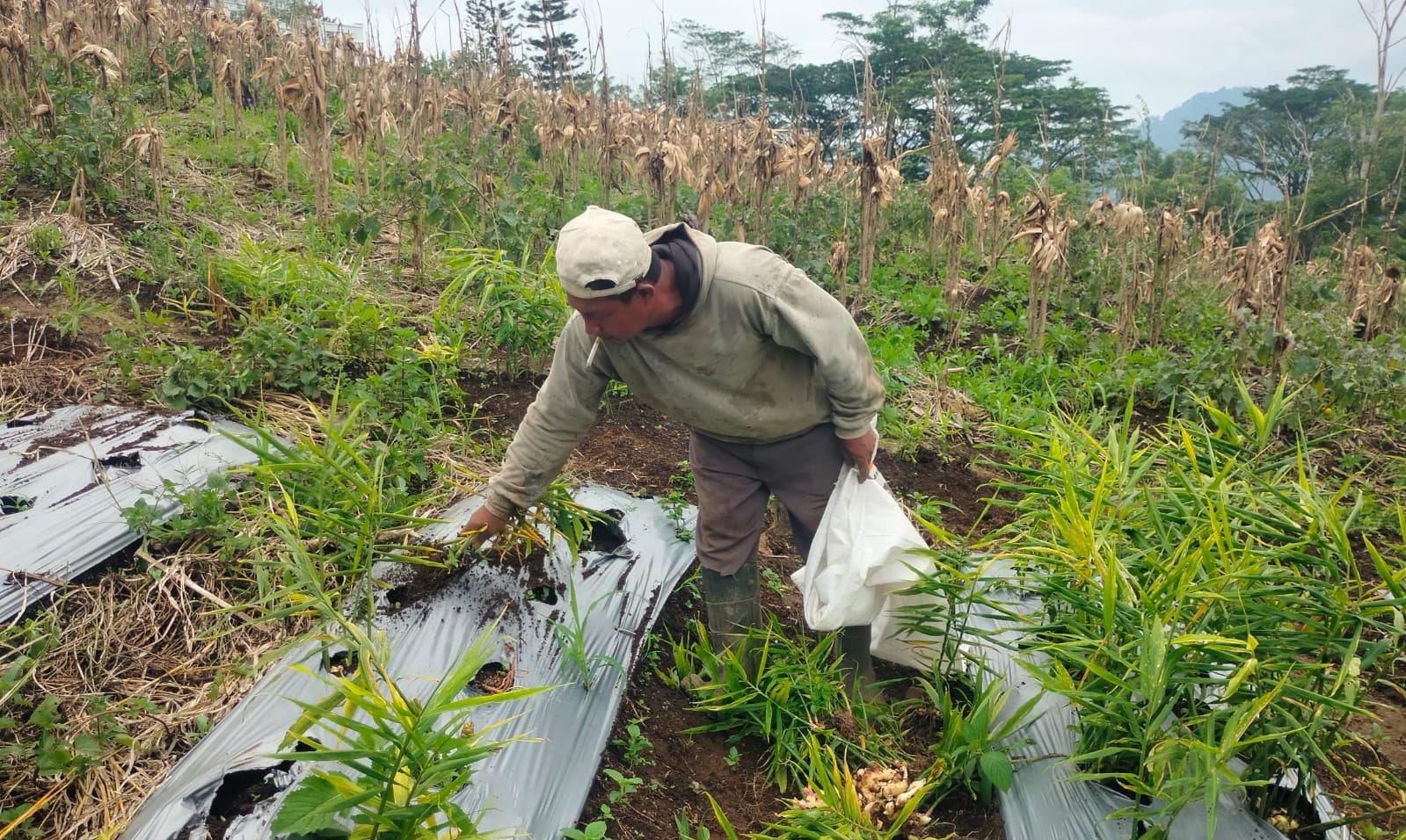 Penyakit Busuk Rimpang Serang Tanaman Jahe, Petani Tak Dapat Pendampingan PPL!