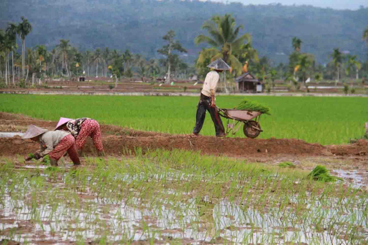 Dinas PUPR Kepahiang Hanya Bangun Kegiatan Rekontruksi Irigasi Persawahan