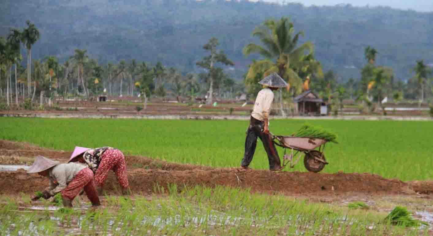 Dari Kementerian Pertanian, 56,4 Ton Bantuan Bibit Padi Unggul Untuk Petani Kepahiang