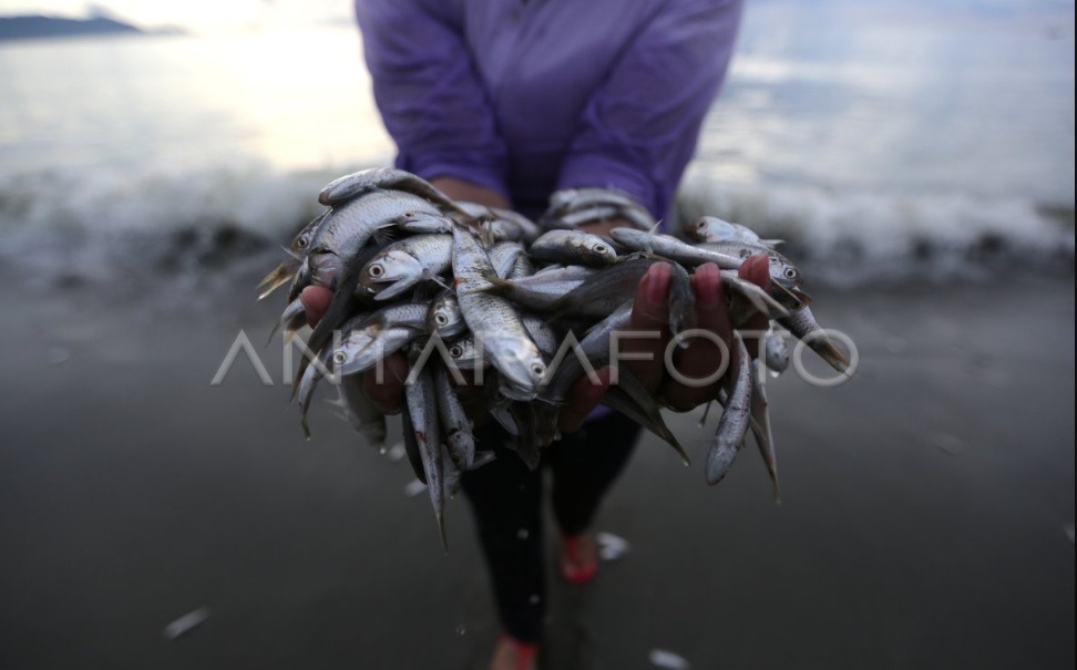 Fenomena Ikan Terdampar di Pantai Bengkulu, Pertanda Apa Yuk Simak Penjelasan BMKG Fatmawati Berikut Ini 