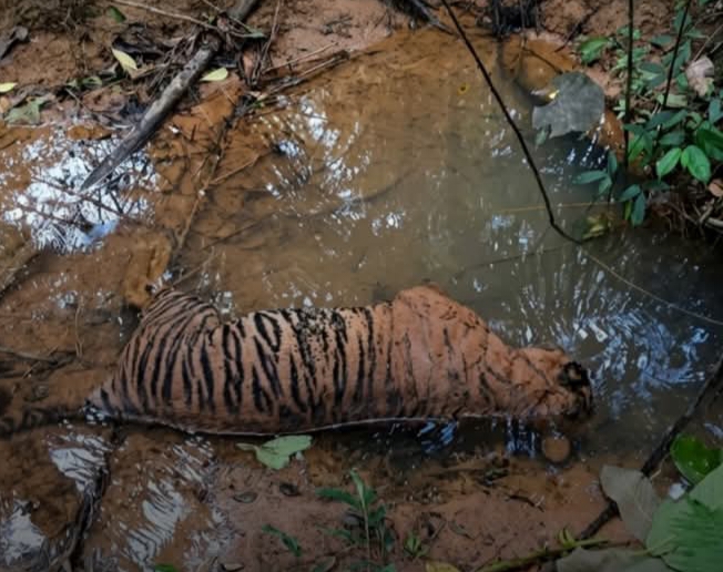 Penertiban Dinilai Setengah Hati, Gajah dan Harimau Sumatra Terus jadi Korban 