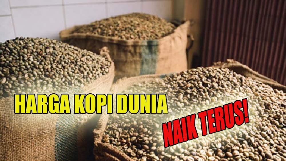 Petani Kopi Sumringah, Harga Kopi Dunia Diprediksi Tetap Mahal dan Naik Terus Hingga Akhir Tahun