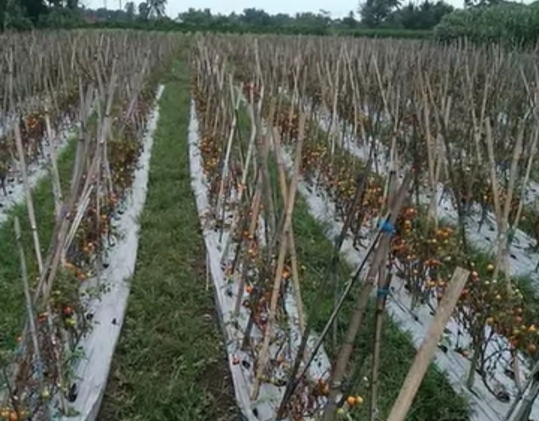 Harga Anjlok, Tomat Dibiarkan Petani Kepahiang Membusuk 