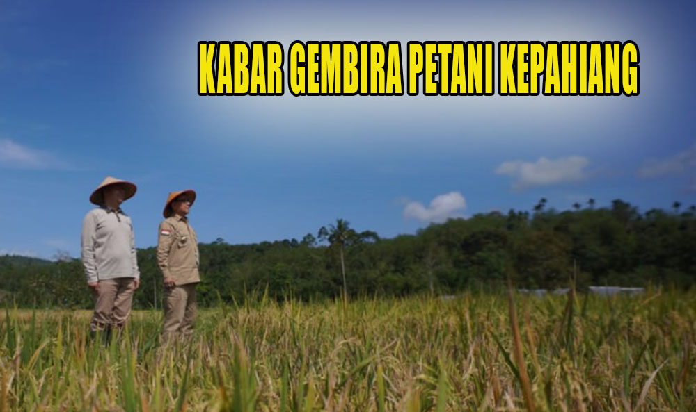 Kabar Gembira Untuk Petani Kepahiang, Segini Alokasi Pupuk Subsidi Pemerintah Tahun 2024, Naik 50 Persen!