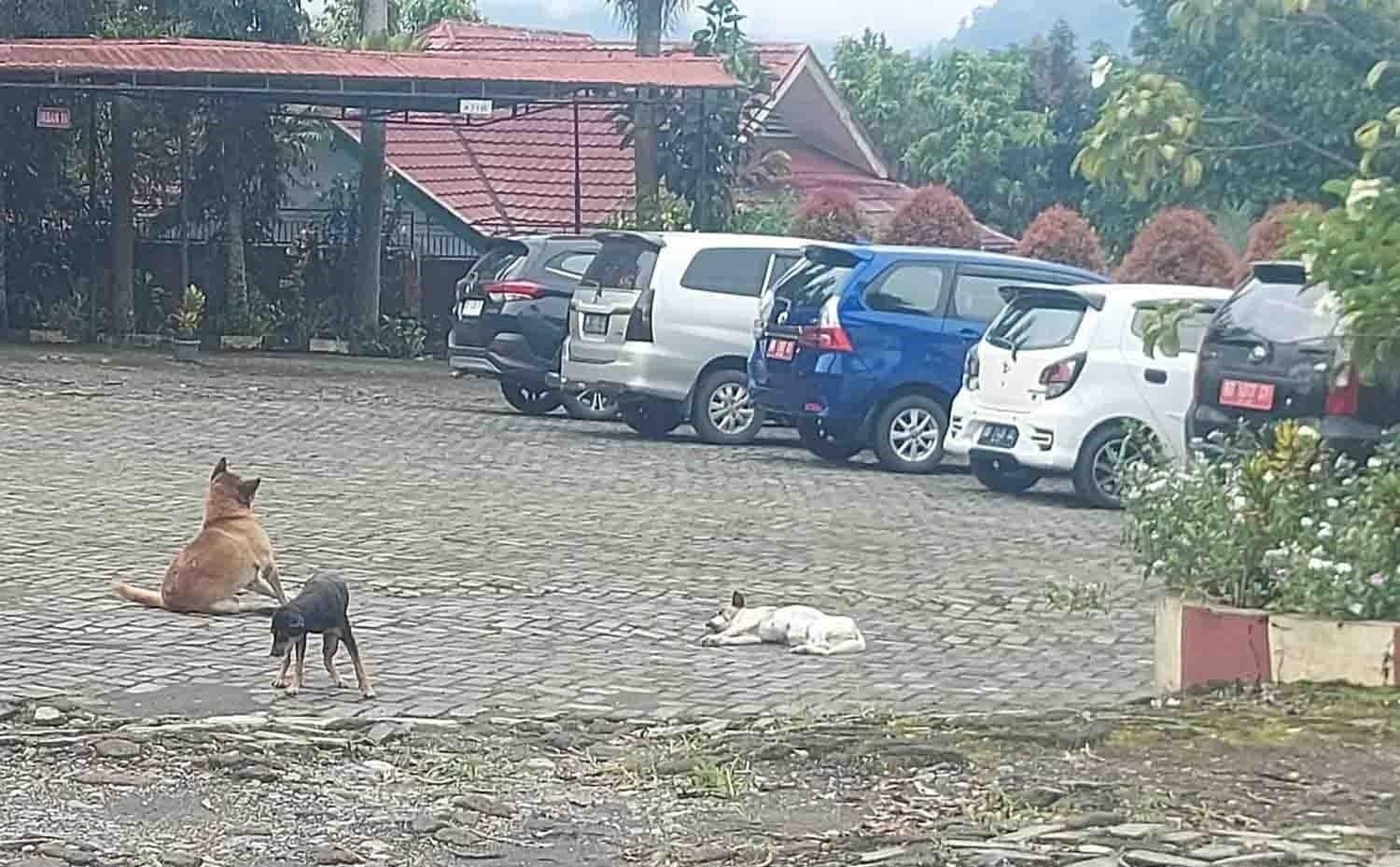 Gawat! Sudah 142 Warga Kepahiang Jadi Korban Gigitan HPR