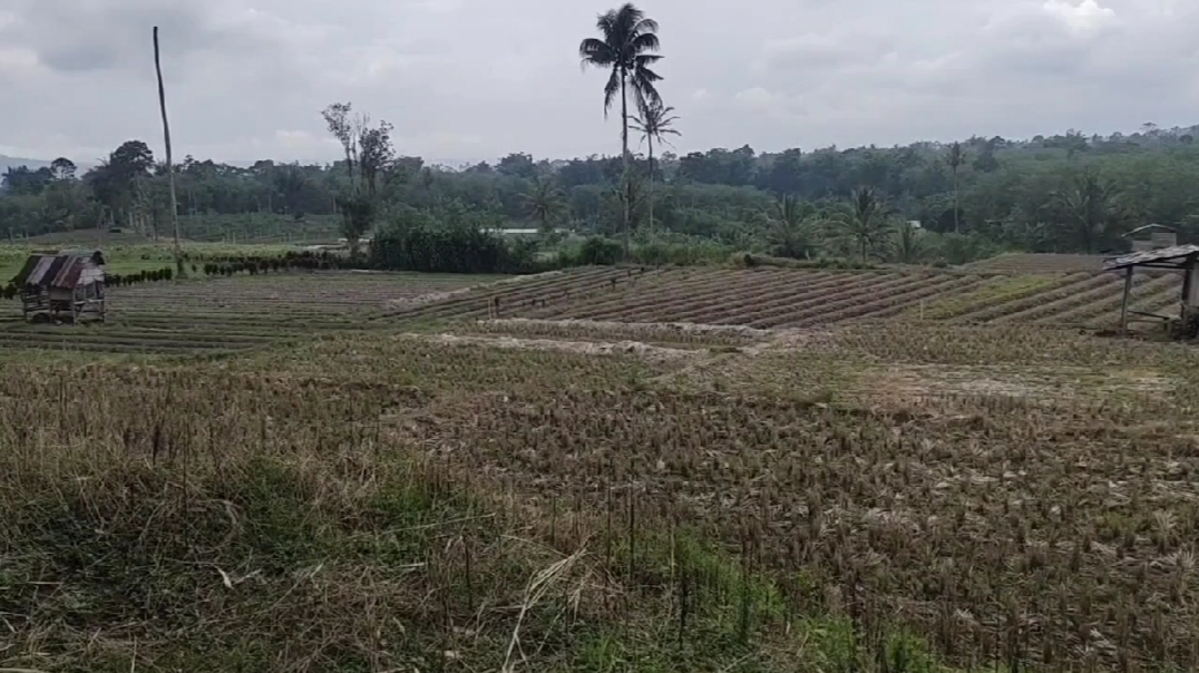 Masuk Dalam Kawasan LP2B, Sarana dan Prasarana Sawah Dipastikan Terjamin