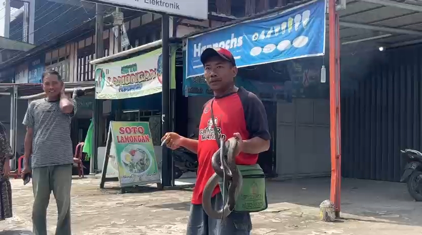 Sempat Atraksi Bersama Ular Cobra, Warga Tebat Monok Meninggal Dipatok Ular!