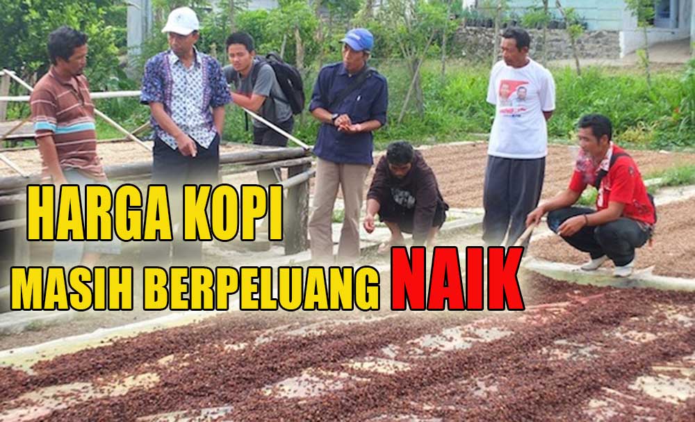 Harga Kopi Sempat Turun Drastis, Begini Saran Pakar Kopi Untuk Petani Kopi di Indonesia