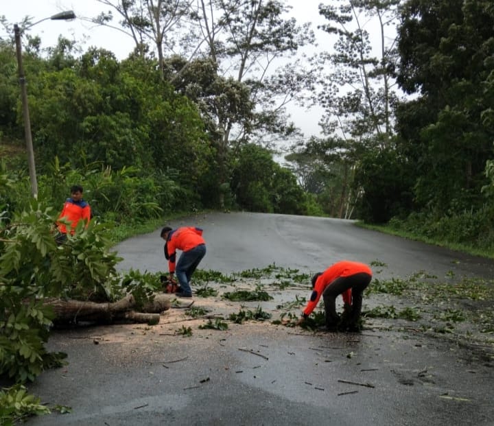 Pohon Tumbang Nyaris Timpa Kantor BKDPSDM Kepahiang!