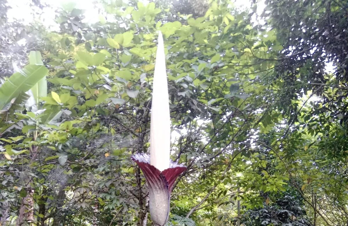 Buruan Saksikan, Ada Bunga Bangkai Raksasa Mekar Sempurna dan Indah di Kepahiang