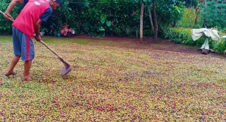 Harga Belum Stabil, Petani di Kepahiang Tunda Jual Kopi