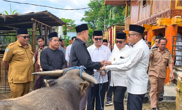 'Jemput' Gelar Adat Bupati, Wabup dan Ketua DPRD Kepahiang Sembelih Kerbau